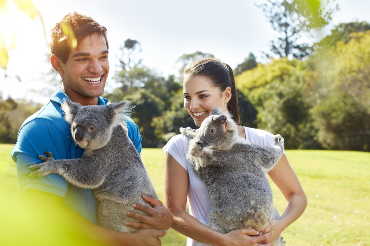 オーストラリアで確実に コアラ抱っこ をするためには オーストラリア専門旅行会社 Southern Blue Escape