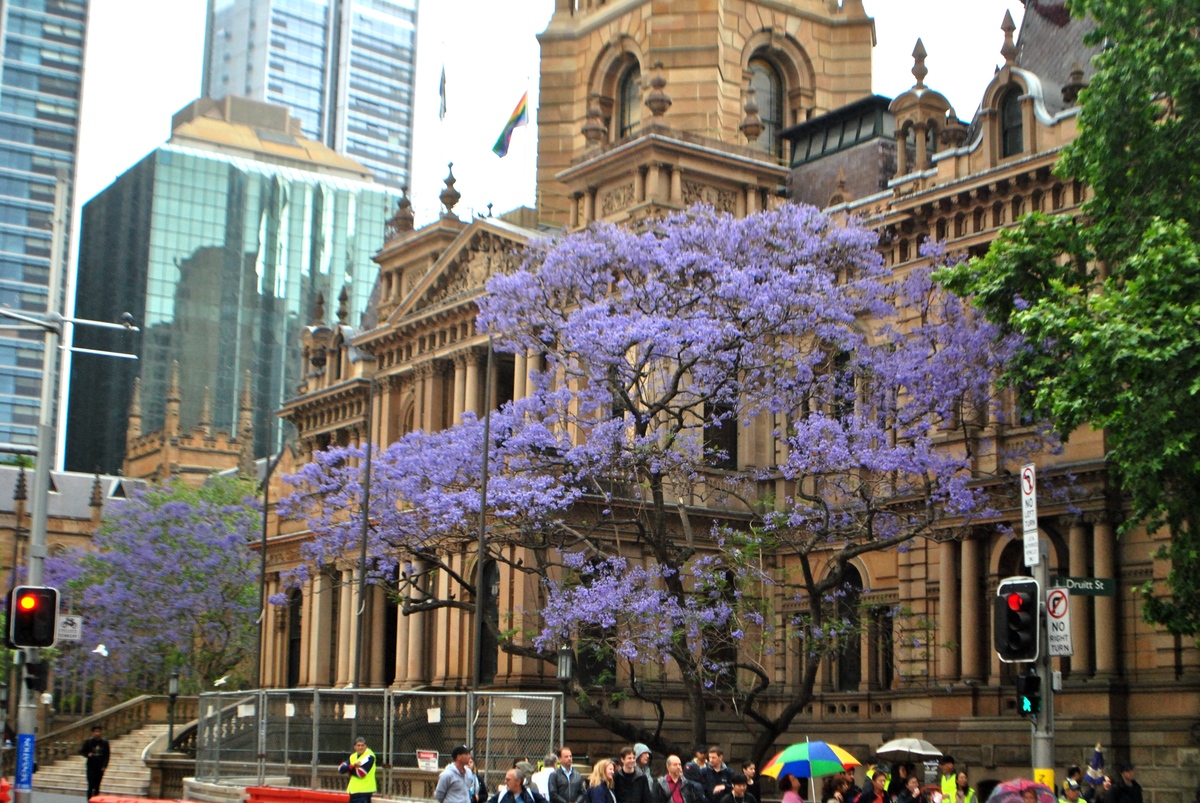 オーストラリア の春を彩るジャカランダ オーストラリア専門旅行会社 Southern Blue Escape