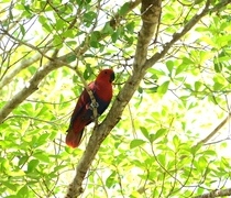 KI様ご家族：ケアンズ、野鳥とグレートバリアリーフ